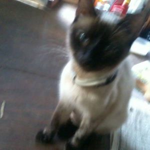 Meet your Posher, Annie